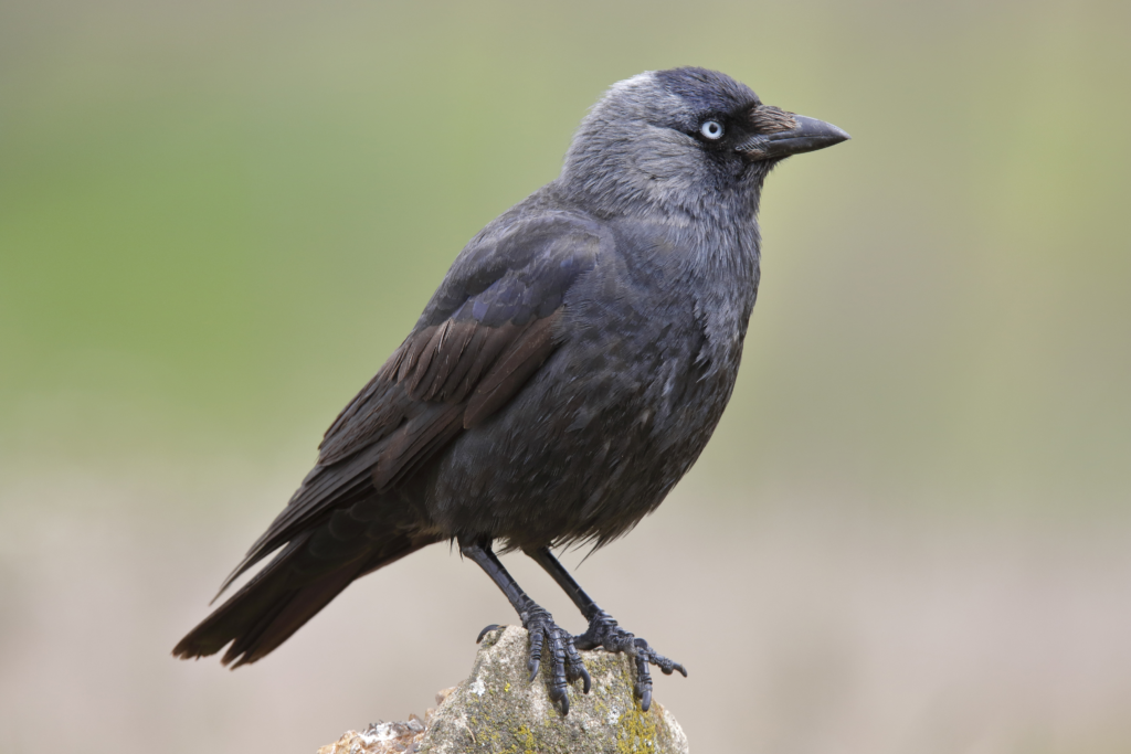 Crow Name
